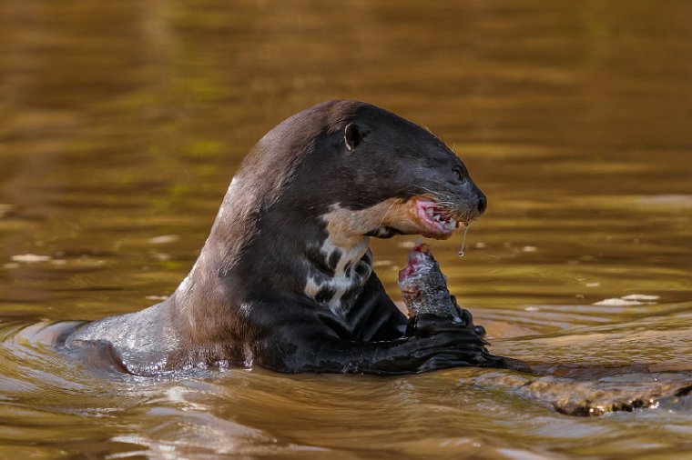 007 Noord Pantanal, reuzenotter.jpg